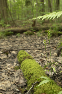 Photo by: Kyle J. Webster. Photo Taken: Genesee County, NY: 14 Aug 2023